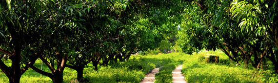 �o�b�J�X �}���S�[�E�b�h�V���[�Y